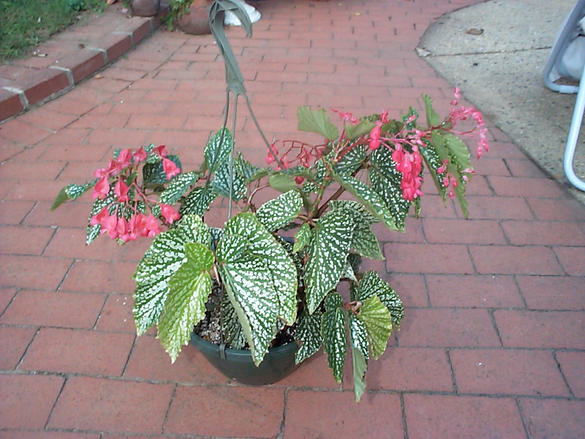 B. ‘Ice Storm’